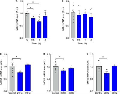Changes in Gene Expression of the MCU Complex Are Induced by Electrical Stimulation in Adult Skeletal Muscle